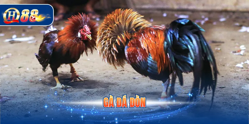 Gà đá đòn
