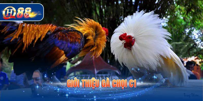Giới thiệu gà chọi C1